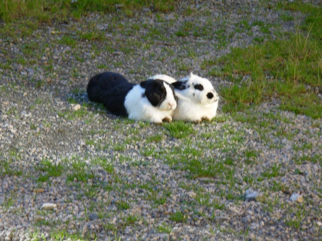 Farm stay Wandlehenhof *